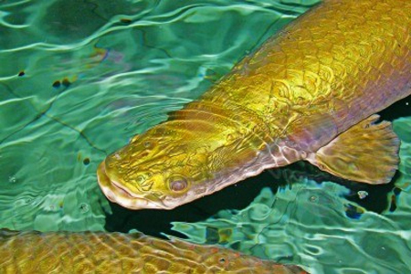 Tuy[-]nhiên,[-]nó[-]có[-]thể[-]nhảy[-]khỏi[-]mặt[-]nước[-]để[-]bắt[-]mồi[-]như[-]chim,[-]rắn,...